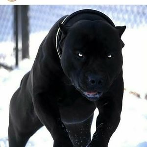 Meet your Posher, Cedric